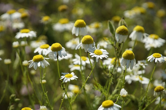 Herb Seed- Chamomile