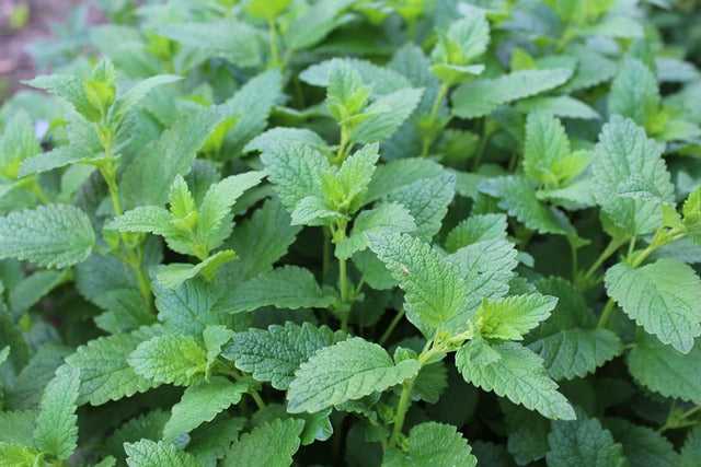 Herb Plant- Lemon Balm