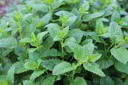 Herb Seed- Lemon Balm