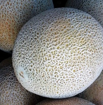 Seed- Cantaloupe- Hale's Best Jumbo