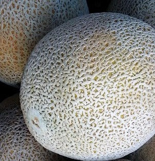 Plant- Cantaloupe- Hale's Best Jumbo