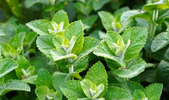 Herb Plant- Mint- Spearmint