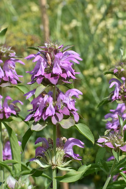 Herb Plant- Mint- Lemon