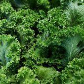 Produce- Mustard Greens