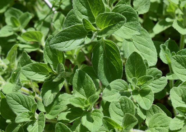 Herb Plant- Oregano Greek