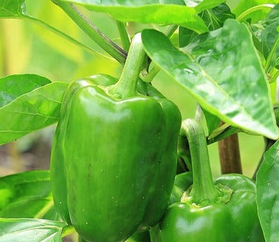 Seed- Pepper- California Wonder