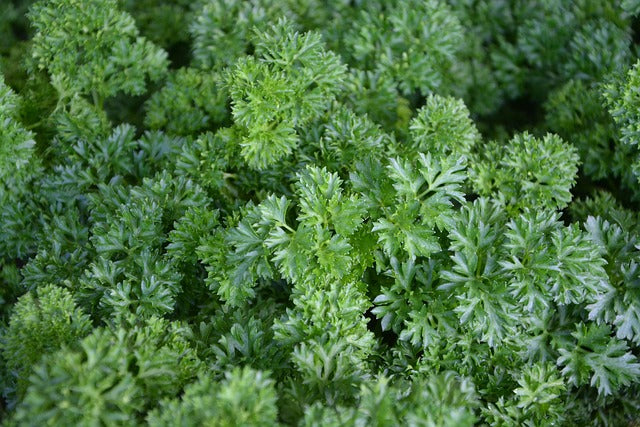 Herb Plant- Parsley Moss Curled