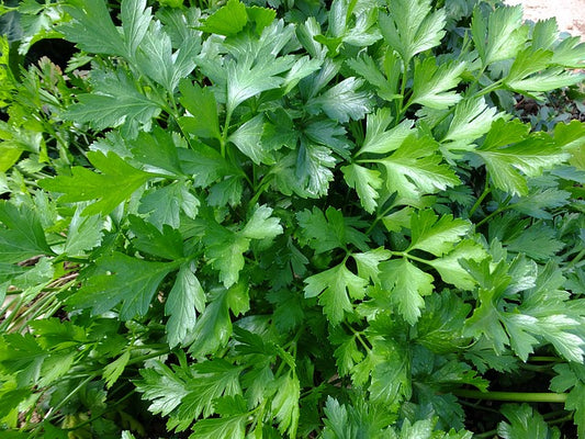 Herb Plant- Parsley Italian Flat Leaf