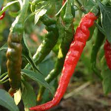 Produce- Peppers- Hot