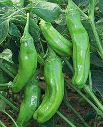 Produce- Peppers- Hot