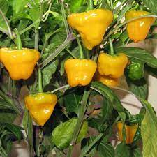 Seed- Pepper- Jamacian Yellow