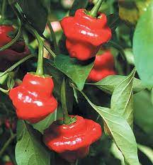 Seed- Pepper- Jamacian Red