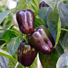 Seed- Pepper- Purple Beauty