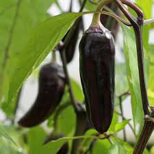 Seed- Pepper- Purple Serrano