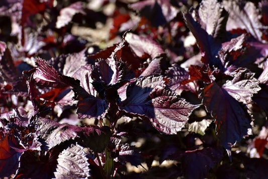 Herb Plant- Shiso Purple