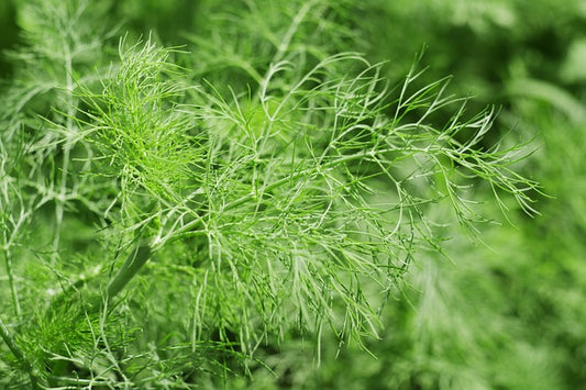 Herb Plant- Dill