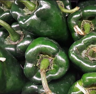 Plant- Pepper- Poblano