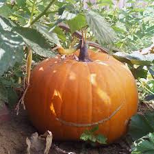 Plant- Pumpkin- Big Max