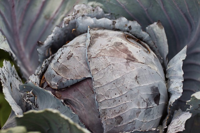 Seed- Cabbage- Red Acre