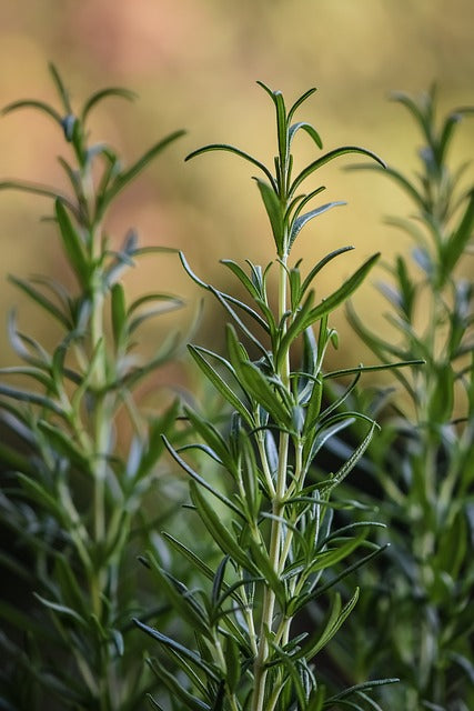 Herb Seed- Rosemary