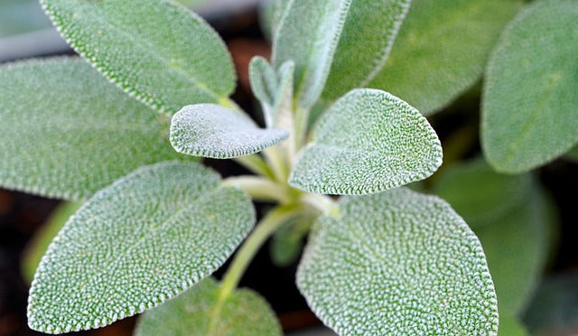 Herb Plant- Sage-Common