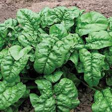 Produce- Spinach