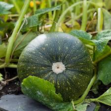 Plant- Squash- Burgess Buttercup