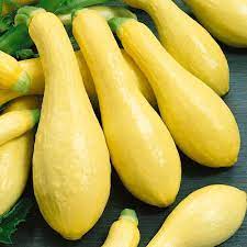 Plant- Squash- Early Prolific Straightneck