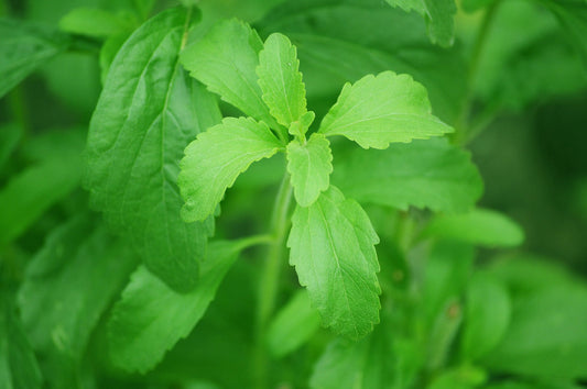 Herb Seed- Stevia