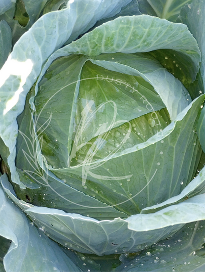 Produce- Cabbage