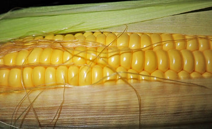 Seed- Corn- Golden Bantam