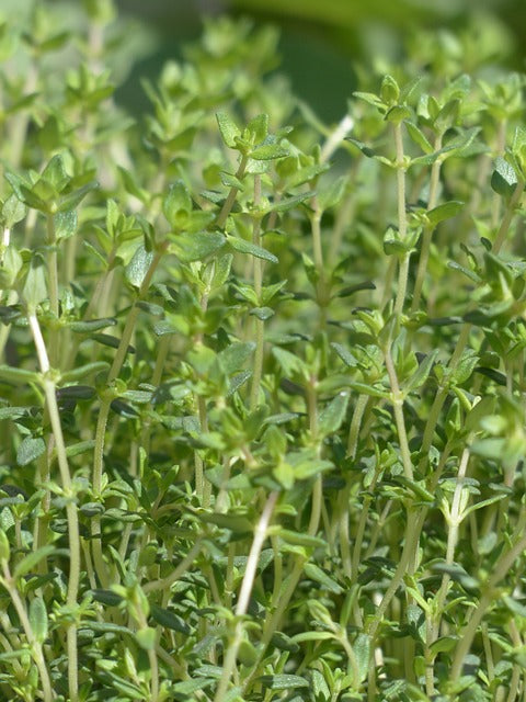 Herb Plant- Thyme