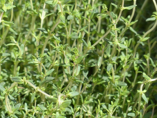 Herb Seed- Thyme- English