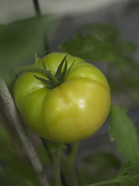 Plant- Tomato- Aunt Ruby's Green German