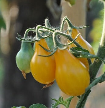 Plant- Tomato- Yellow Pear