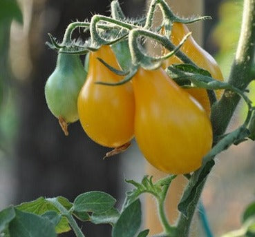 Seed- Tomato- Yellow Pear