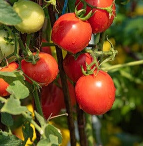 Plant- Tomato- Glacier