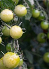 Plant- Tomato- Cherry White