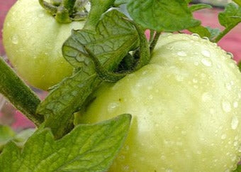 Seed- Tomato- Beefsteak White