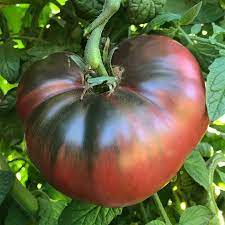 Seed- Tomato- Cherokee Purple