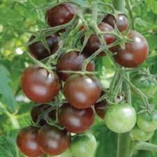 Plant- Tomato- Chocolate Cherry