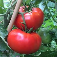 Seed- Tomato- Delicious