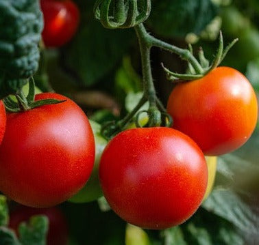 Seed- Tomato- Large Red Cherry