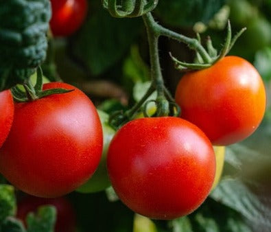 Plant- Tomato- Large Red Cherry