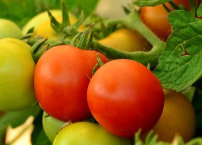 Plant- Tomato- Oregon Spring