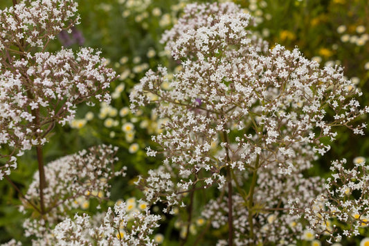 Herb Seed- Valerian