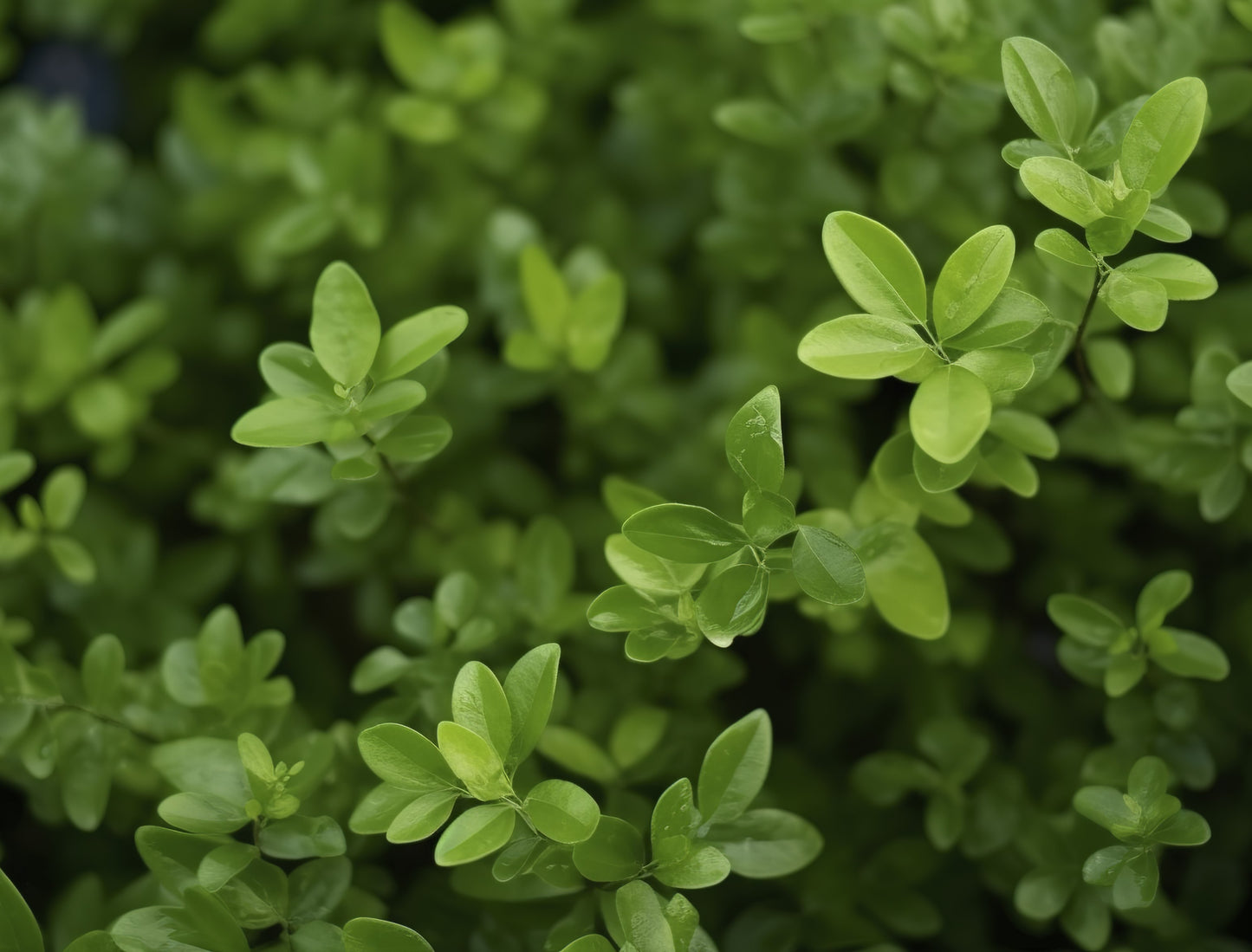 Herb Plant- Basil- Boxwood