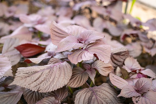 Herb Seed- Shiso- Purple