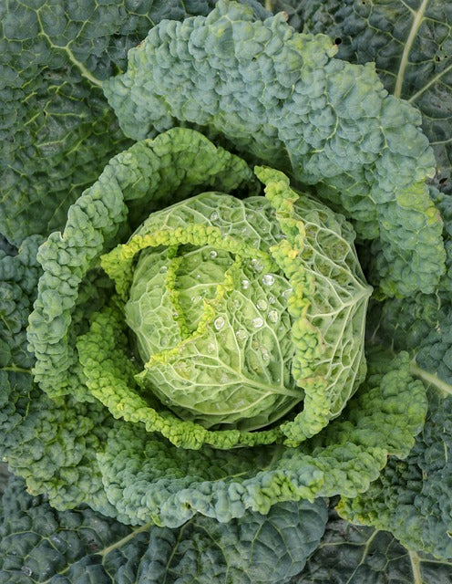 Plant- Cabbage- Savoy Perfection