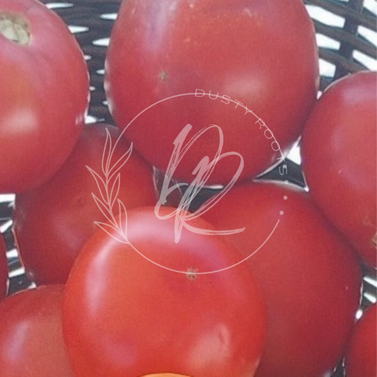 Plant- Tomato- Arkansas Traveler